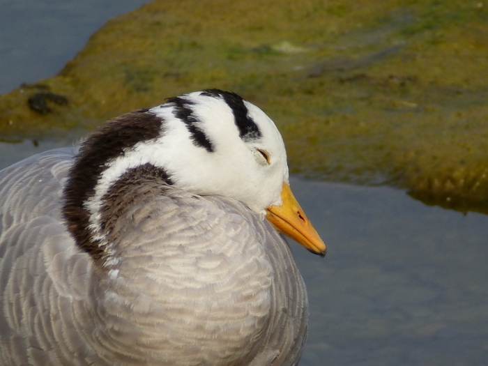 Indische Streifengans