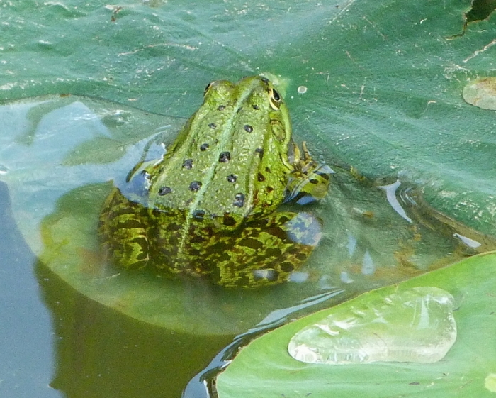 Frosch