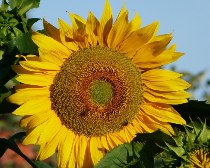 Sonnenblume