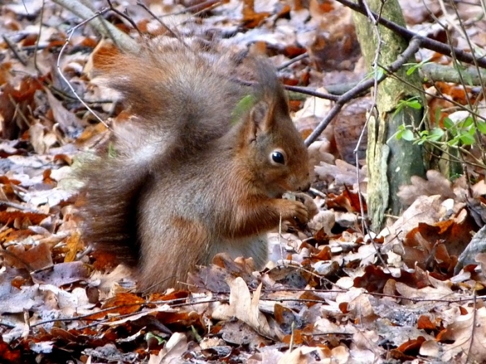 Eichhörnchen