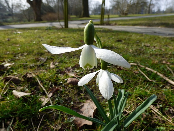 Schneeglöckchen
