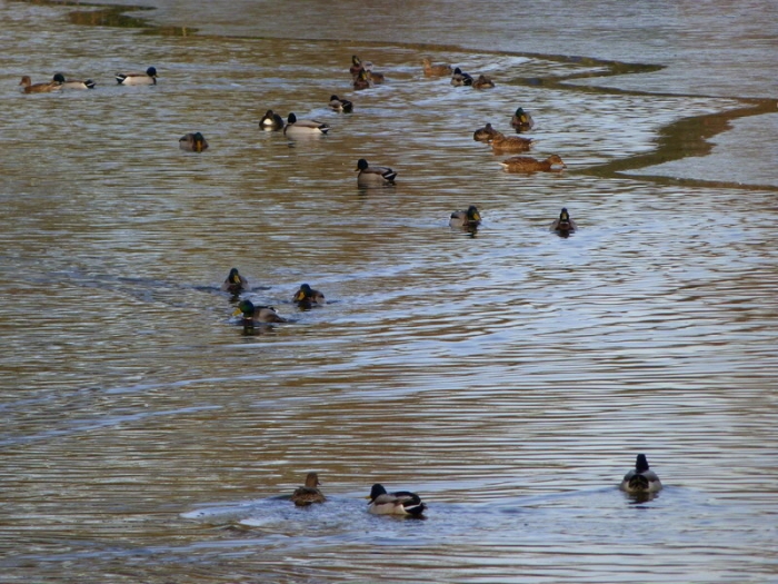 Enten im Teich