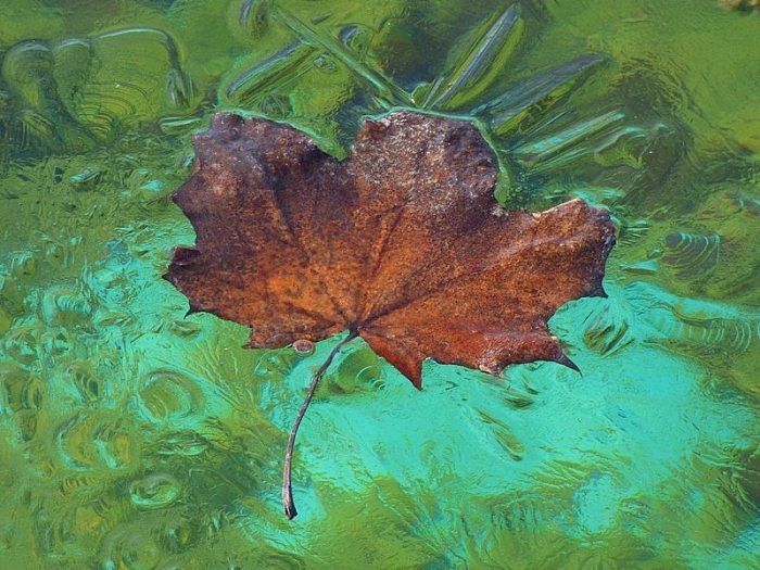 Blatt auf gefrorenem Wasser