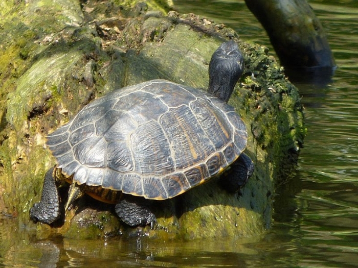 Schildkröte