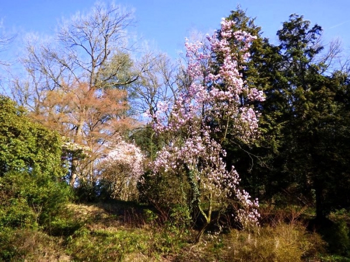 Magnolienbaum