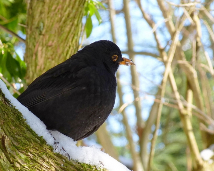 Amsel