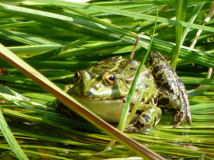 Frosch