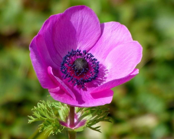Anemone