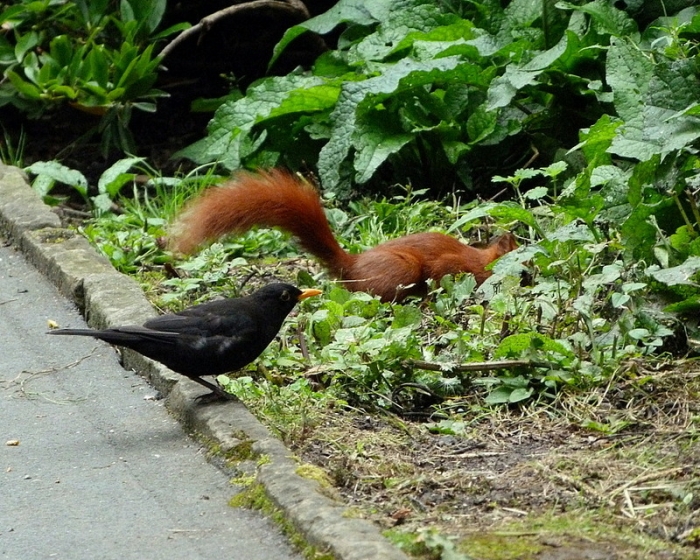 Eichhörnchen und Amsel