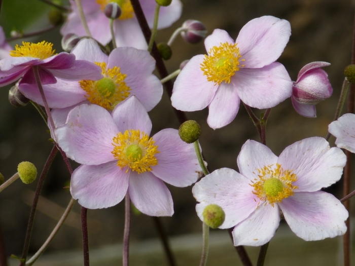 Anemonen