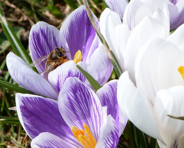 Krokusse mit Biene