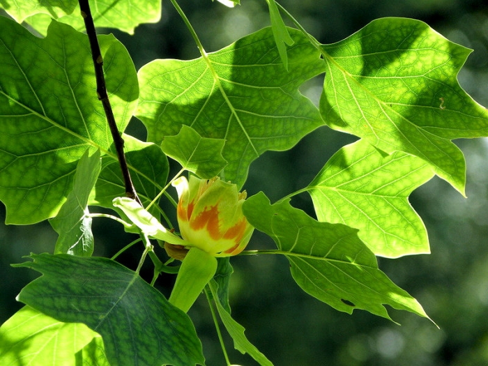 Amerikanische Tulpenbaumblüte