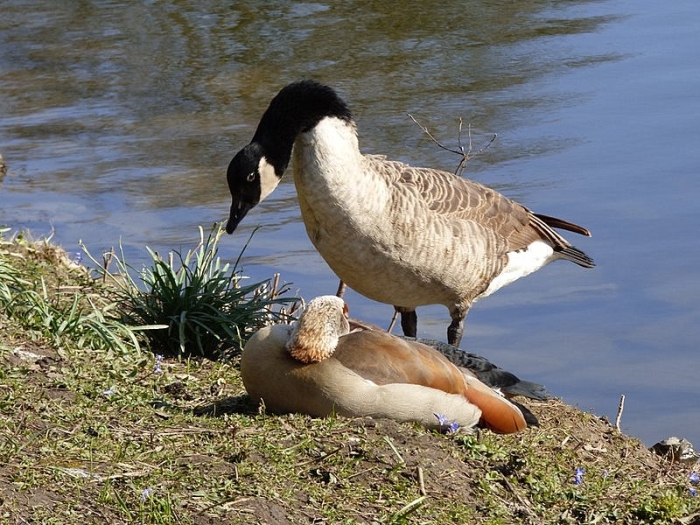 Kanada- und Nilgans