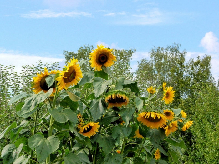 Sonnenblumen