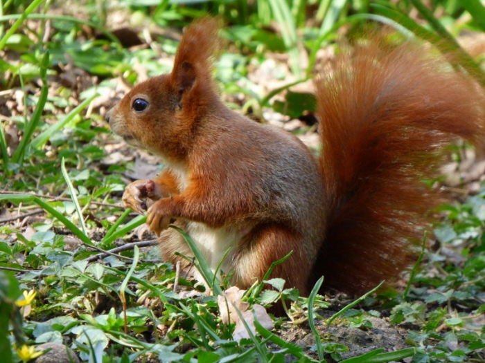Eichhörnchen