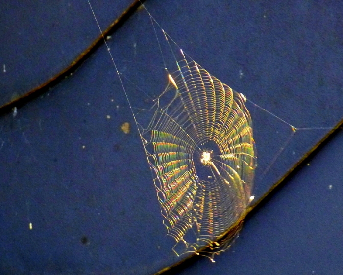 Spinnennetz in der Abendsonne