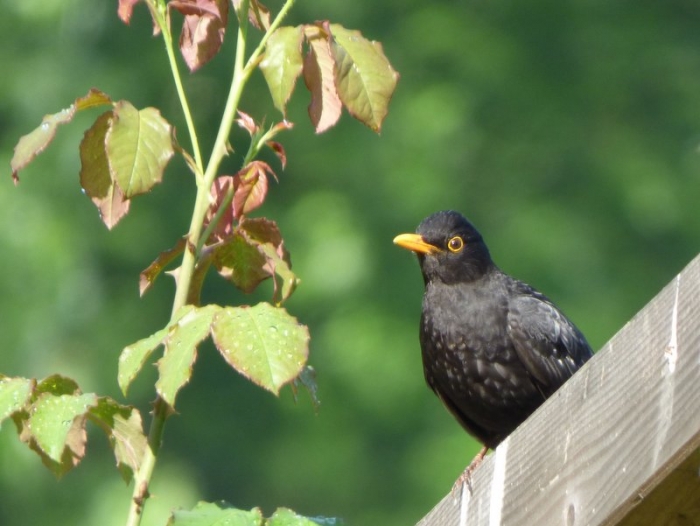 Amsel