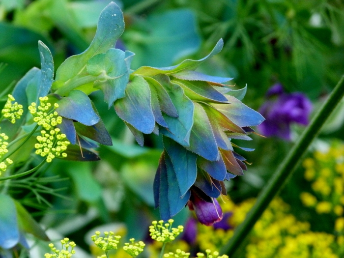 Blüten und Blätter