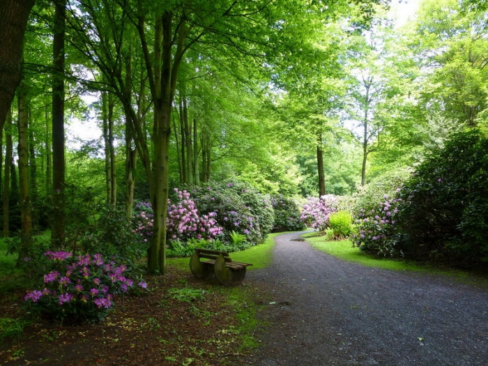 Waldweg