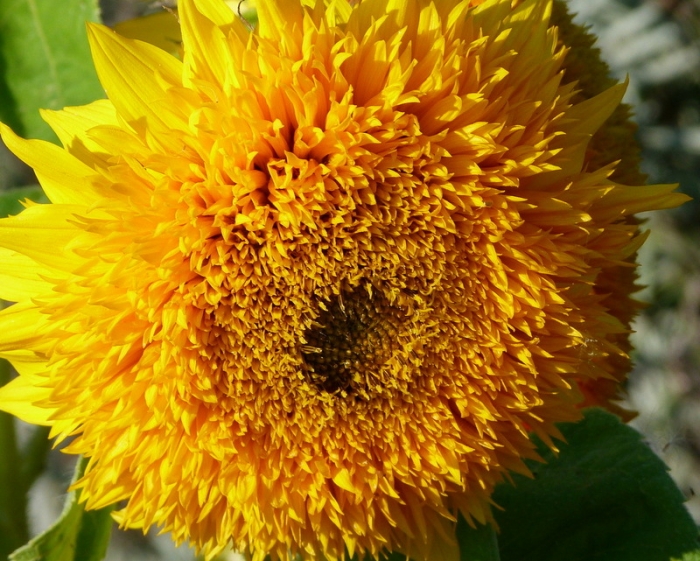 Sonnenblume