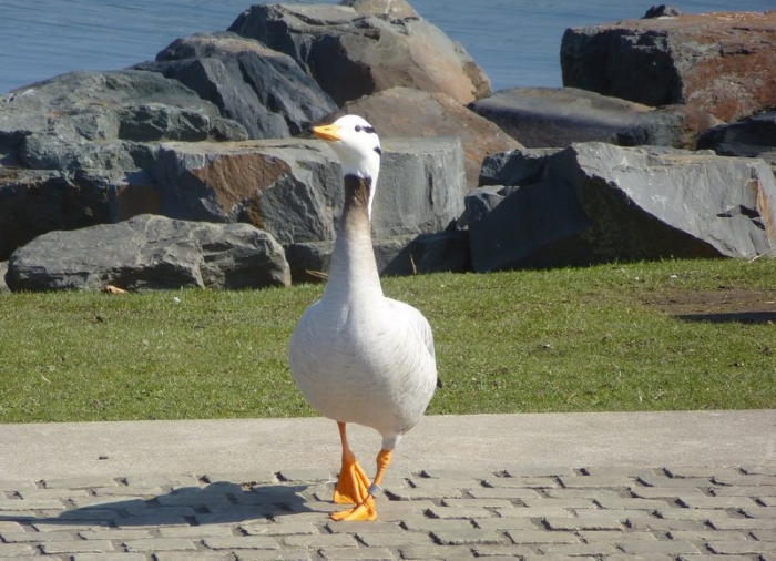 Indische Streifengans