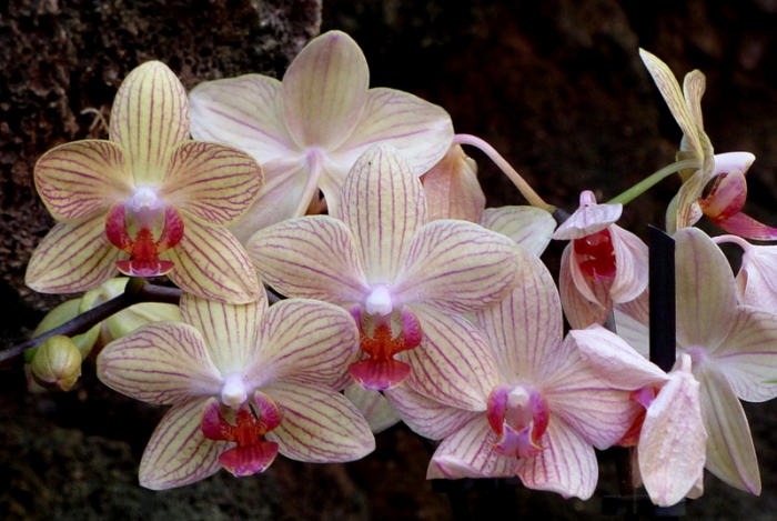 Orchideen
