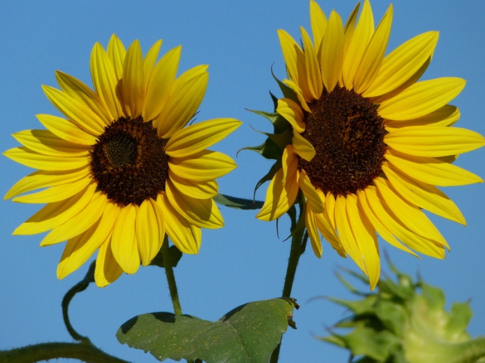 Sonnenblumen