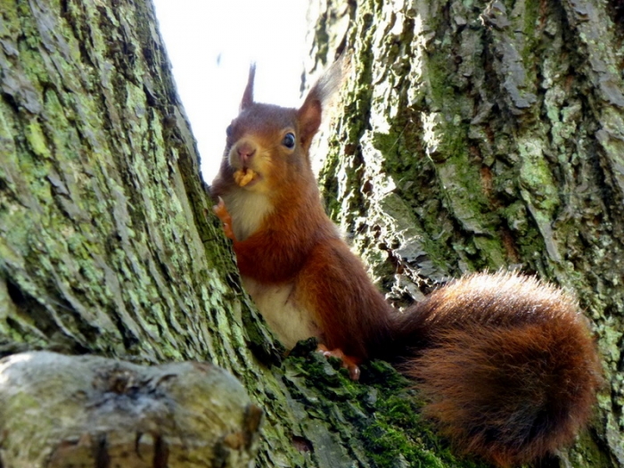 Junges Eichhörnchen