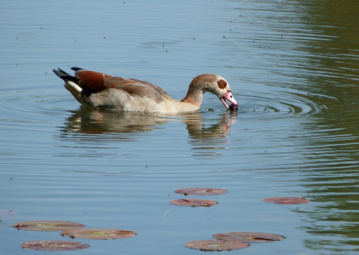 Nilgans