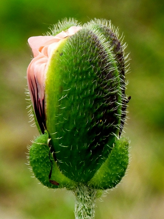 Mohnknospe