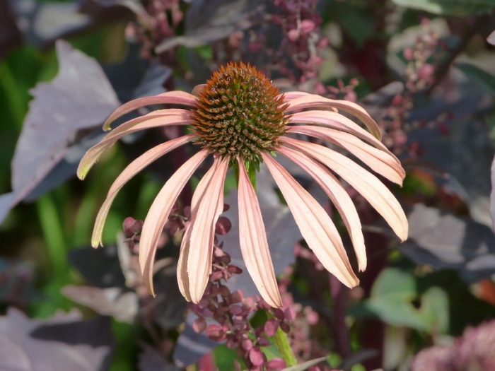 Echinacea