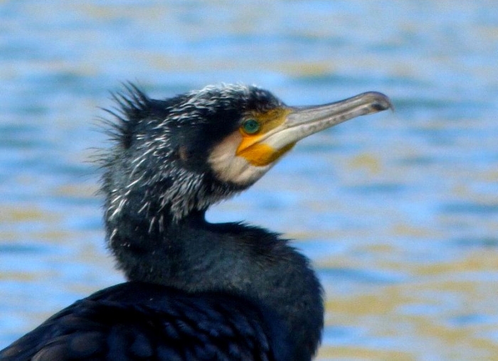 Kormoran