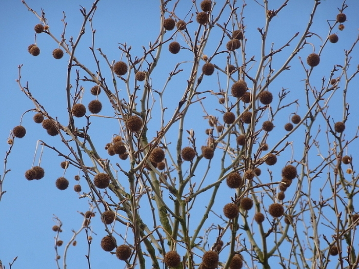 Früchte einer Platane