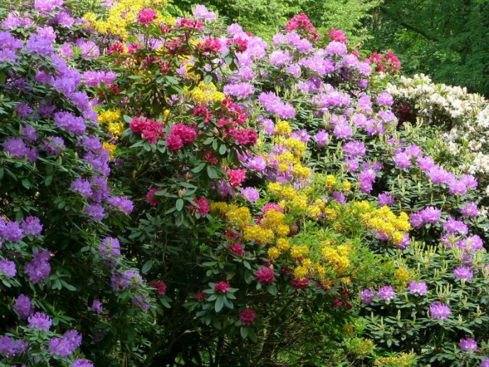 Rhododendron