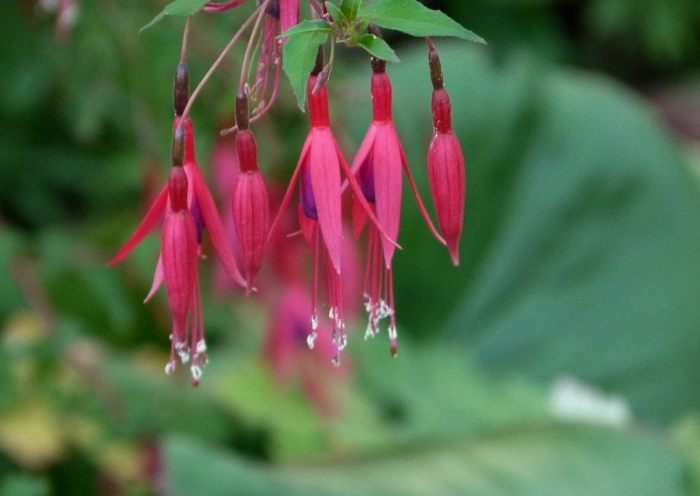 Fuchsien