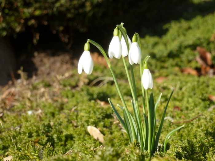 Schneeglöckchen