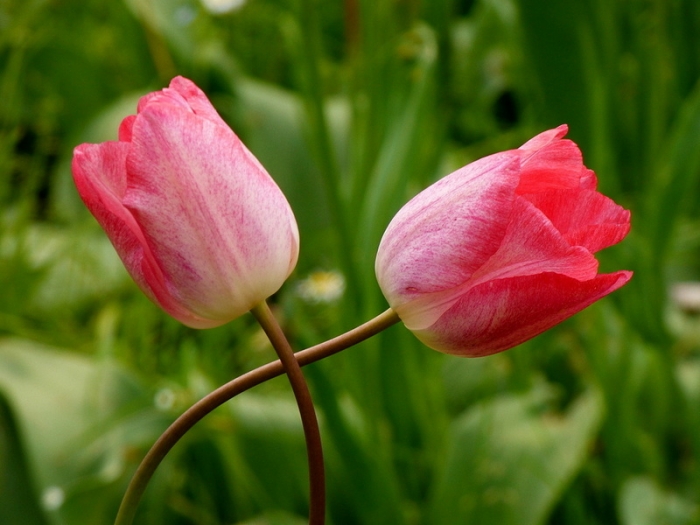 Tulpen