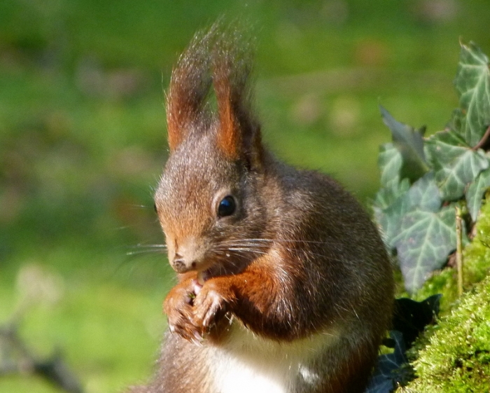 Eichhörnchen