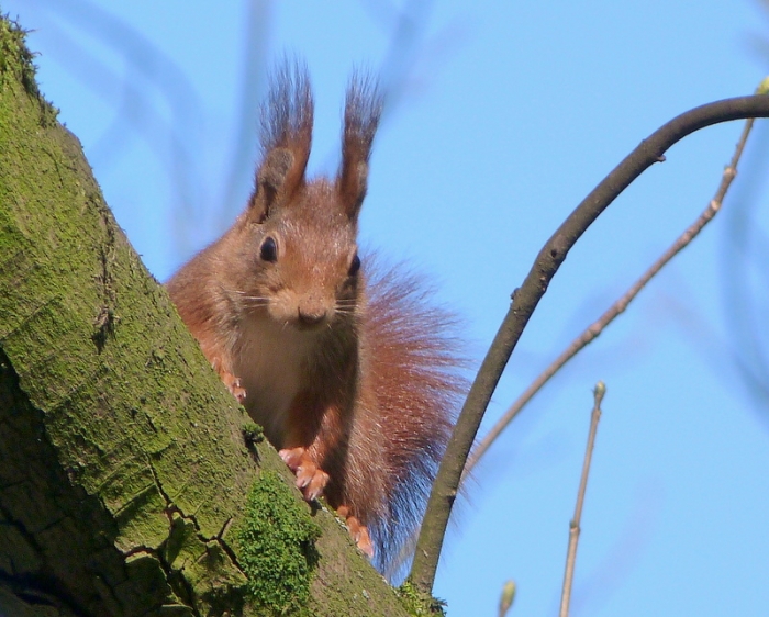 Eichhörnchen