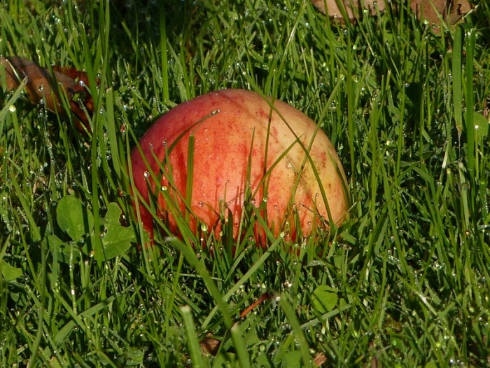 Apfel im Gras