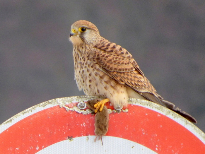 Turmfalke mit Beute
