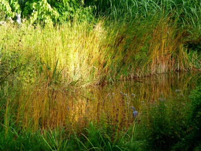 Gräser am Teich