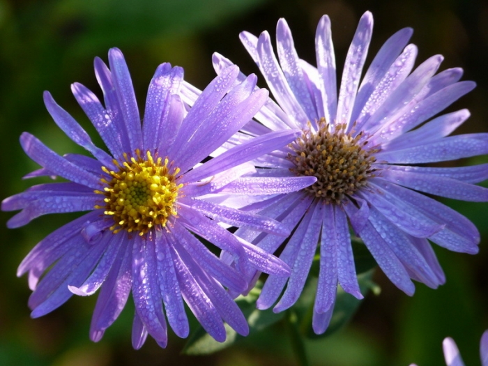 Blüten mit Morgentau