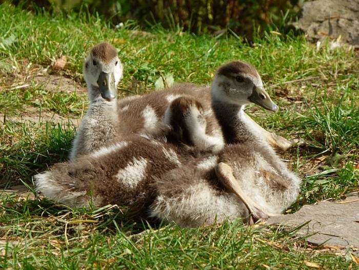 Kleine Nilgänse