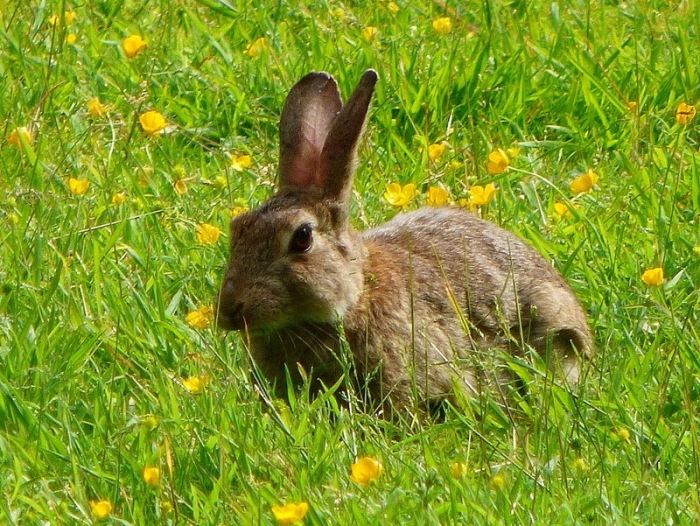Wildkaninchen