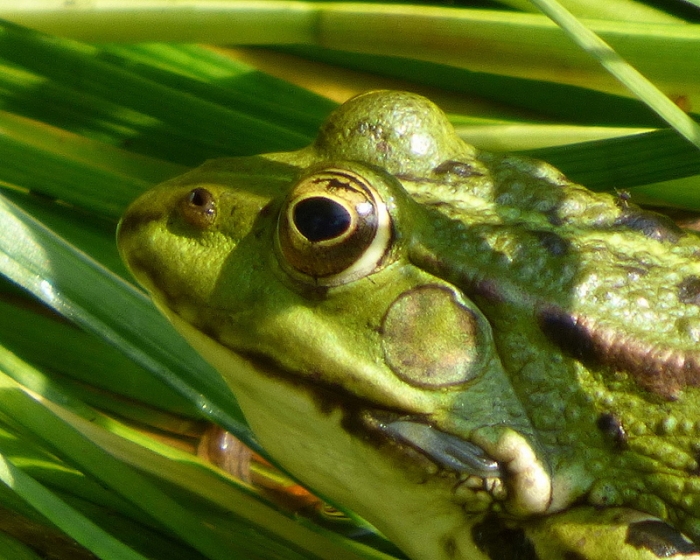 Froschauge