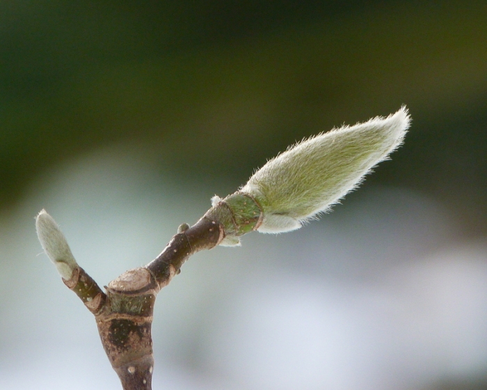 Magnolienknospe