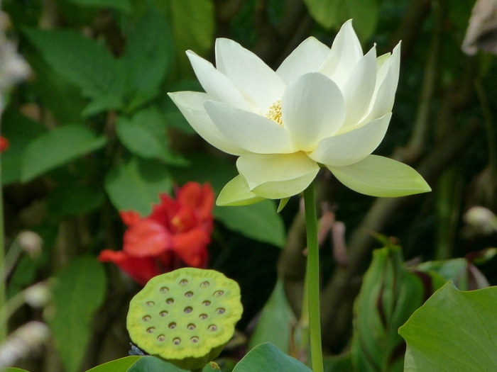 Lotus