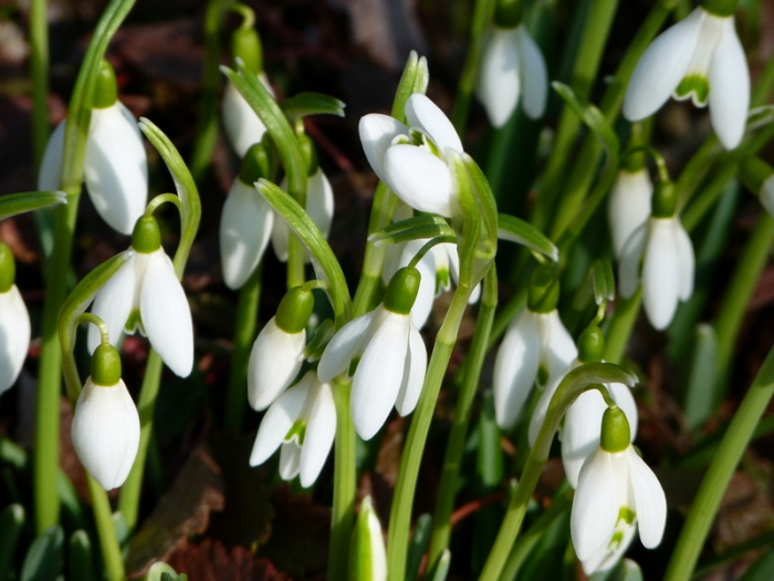 Schneegloeckchen