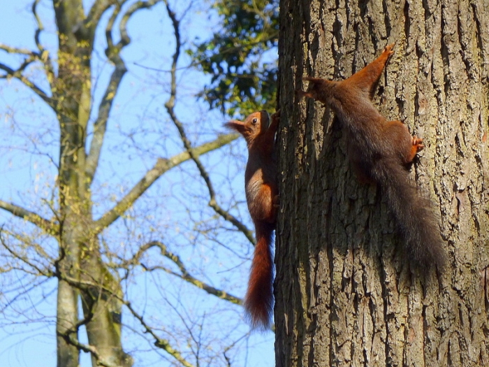 Zwei Eichhörnchen